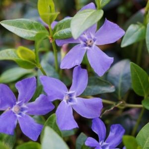 Common Periwinkle