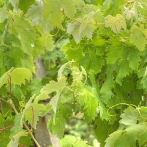 Ornamental Grapevine