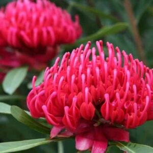 Waratah Corroboree