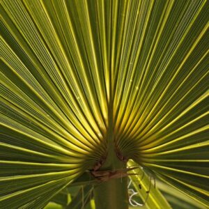 Mexican Fan Palm