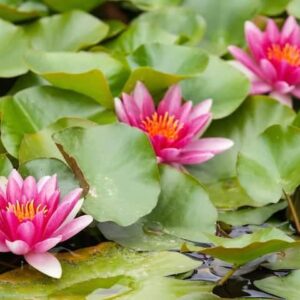 Water Lilies