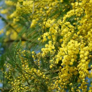 Cootamundra Wattle