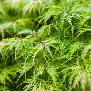 Green Weeping Japanese Maple