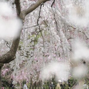 White Weeping Cherry