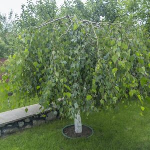 Young's Weeping Birch