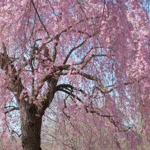 Pink Weeping Cherry