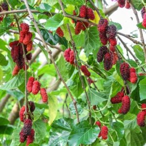 Weeping White Mulberry