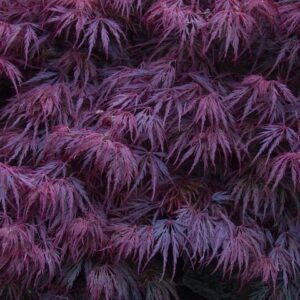 Cutleaf Japanese Maple