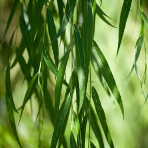 Weeping Willow