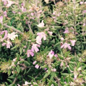 Westringia Jervis Gem