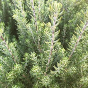 Westringia Funky Chunky