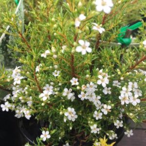 White Diosma