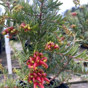Grevillea Winter Flame