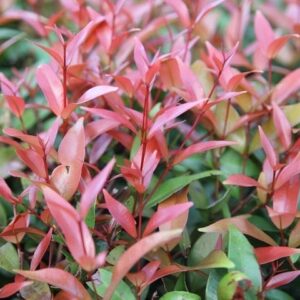 Bush Christmas Lilly Pilly