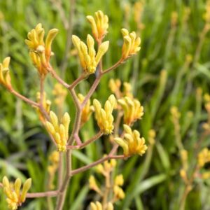 Kangaroo Paw