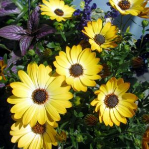 African Daisy