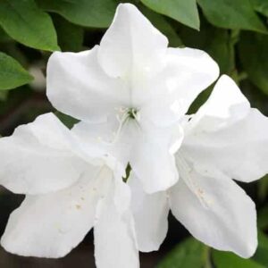 Azalea Alba Magnifica