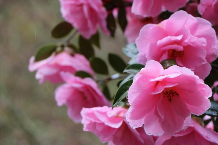 Floral Perfection: Top 10 Camellia Picks for Beautiful Winter Gardens