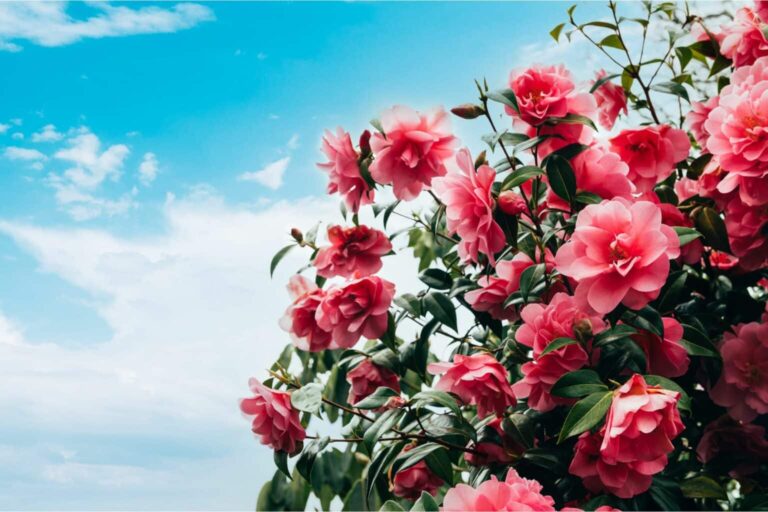 Camellia Showdown: Sasanqua vs. Japonica