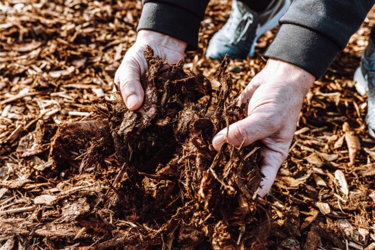 Unlock the Secrets of Mulching: The Essential Guide to Transforming Your Garden with the Right Mulch