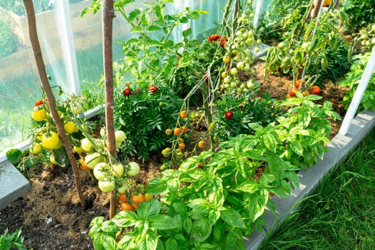 Maximising Your Garden’s Potential: Creative Ideas for Tomatoes & Basil
